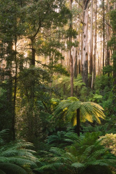 Nature Photography Prints — Mitch Green Photos | Landscape Photography Tasmania Forest, Rain Forest Australia, Australian Rainforest, Australian Tree Fern, Tasmanian Landscape Photography, Photos Landscape, Australian Nature, Australian Landscapes, Nature Landscape Photography