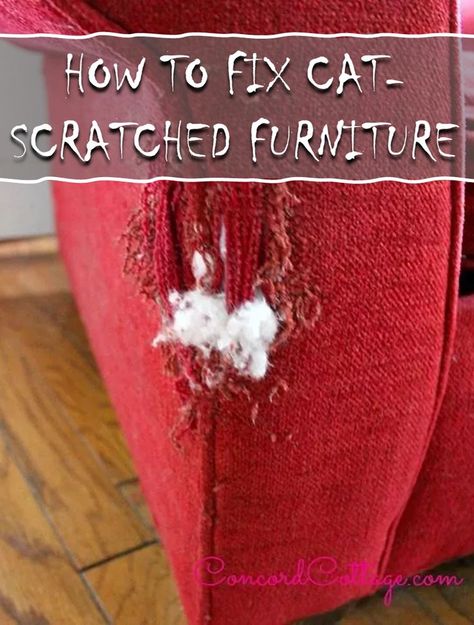 Red Chair, Kitty Cat, A Cat, Repair, Kitty, I Love, Sofa, Red, Furniture