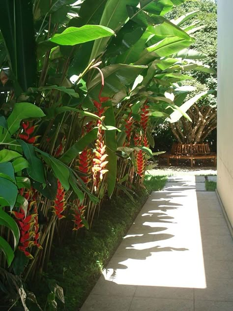 A helicônia, também conhecida como bananeira do mato, é uma planta muito ornamental e tem a cara do paisagismo tropical brasileiro. A planta gosta de clima quente e úmido, por isso regue-a com frequência, fora isso a helicônia não exige maiores cuidados. Tropical Landscaping Along Fence, Heliconia Garden, Front Yard Walkway, Bali Garden, Balinese Garden, Tropical Landscape Design, Walkway Landscaping, Tropical Garden Design, Tropical Backyard