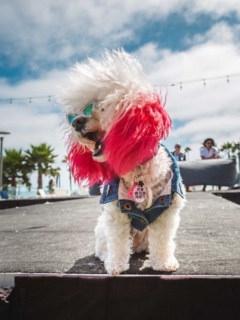 Sure, you may love your dog, but do you love it enough to buy it a flower crown and take it to its very own #Pupchella dog festival? || #HuntingtonBeachCalifornia #California #DogFriendlyHotel #TravelWithPets Pet Festival, Chotto Matte, Dog Festival, Brunch Parties, Dog Friendly Hotels, Huntington Beach California, Pet Camera, Festival Theme, Dog Ideas