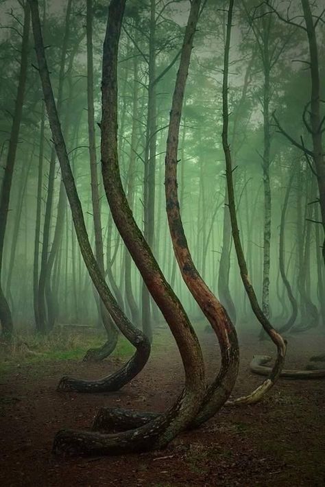 Travel Crooked Forest, Dnd Inspiration, Visit Poland, Poland Travel, Online Coupons, Krakow, Oh The Places Youll Go, Abandoned Places, Natural Wonders