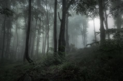 Forest Banner, Dark Naturalism, Dark Forest Aesthetic, Foggy Weather, Foggy Forest, Dark Nature Aesthetic, Scenic Photography, A Safe Place, Misty Forest