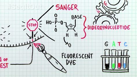 Sanger Sequencing, Dna Sequence, Ground Breaking, Medical Science, The Gold, The Basics, Biology, Bench, Lab