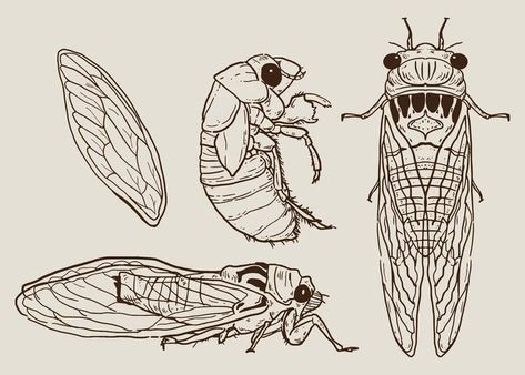 Cicada Set Hand Drawn Vector Cicada Art, Cicada Tattoo, Bug Tattoo, Insect Tattoo, Bug Art, Women Sweatshirts, Insect Art, Ladies Top, Autumn Casual