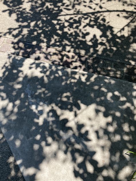 Tree Shadow Photography, Plant Shadow, Leaves Shadow, Drawing Trees, Tree Shadow, Shadow Silhouette, Shadow Photography, Dappled Light, Guys And Dolls