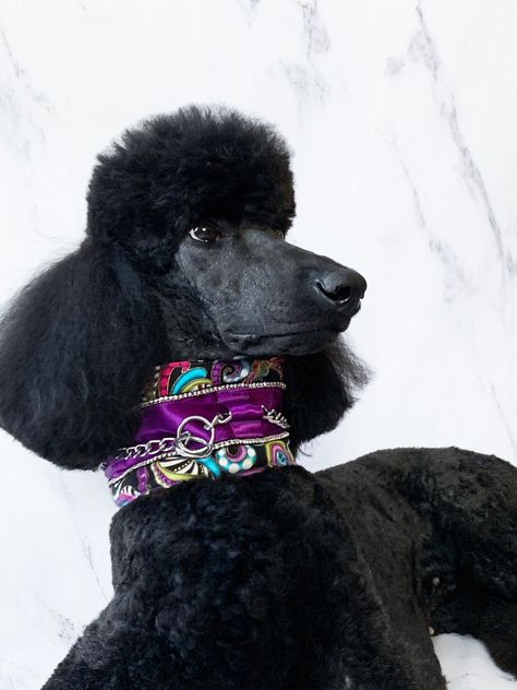 "Be confident that both your pet and their fur are safe during walks and play with this handmade padded collar. Designed with full-coated and long-haired breeds in mind, the chain collar is sewn directly into the wide satin base beneath a series of control loops that keep the chain safely free of your dog's fur, preventing matting and breakage. The collar slips on over the head with ease but is flexible enough to tighten as the chain does, allowing for a comfortable and controlled fit. We highly Fancy Poodle Collars, Poodle Collar, Poodle Trim Styles, Poodle Banding, Poodle Teddy Bear Cut, Poodle Haircut Styles, Black Poodles Standard, Parti Poodle Standard, Black Standard Poodle