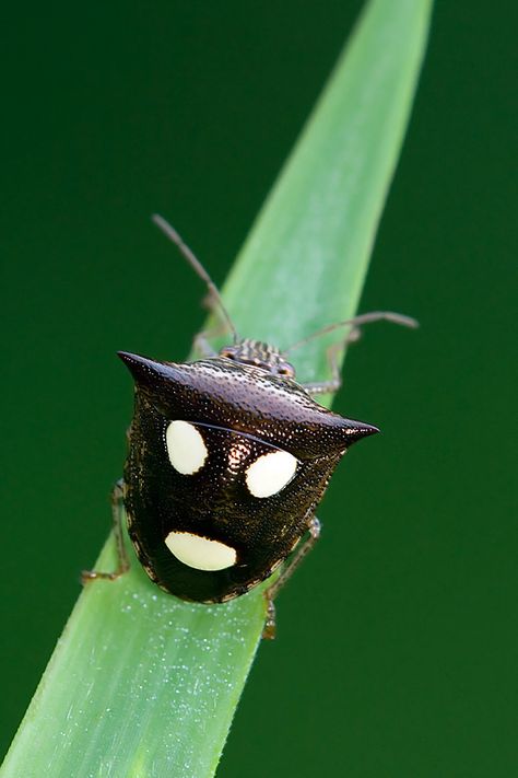 The back seems to combine the happy face/tragic face which exemplifies acting/theater. Shield Bug, Weird Insects, Shield Bugs, Bug Hotel, Creepy Crawlers, Cool Bugs, Flying Flowers, God Is Amazing, Beetle Bug