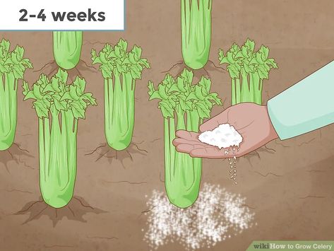 How to Grow Celery (with Pictures) - wikiHow How To Grow Celery, Grow Celery, Celery Plant, Growing Celery, Growing Cilantro, Celery Recipes, Seed Starter Kit, Garden Container, Food Gardening