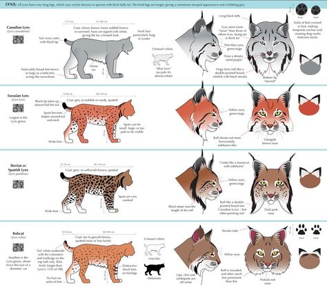 Lynx Character Design, Zoo Enclosures, Cat Drawing Tutorial, Cat Anatomy, Cat Species, Drawing Animals, Animal Anatomy, Cat Reference, Big Cats Art