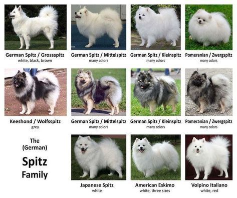 Pomeranians Puppy, German Spitz Dog, Spitz Dog Breeds, Japanese Spitz Dog, Japanese Dog Breeds, Spitz Breeds, Dog Infographic, Pomeranian Spitz, Spitz Dog