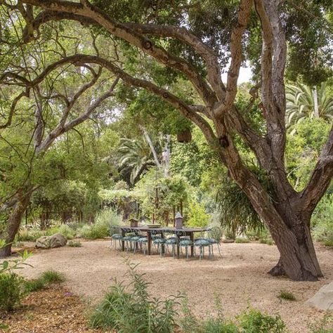 Grace Design Associates Live Oak Landscaping Around Pool, Boxwood Landscaping, Paver Path, Hampton Garden, Horse Chestnut Trees, Veranda Magazine, Cedar Pergola, Limelight Hydrangea, Drought Resistant Plants