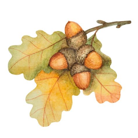 Acorns Drawing, Acorn Drawing, Acorn Cottage, Oak Branch, Branch Art, Autumn Design, Autumn Illustration, Fall Watercolor, Watercolor Art Lessons