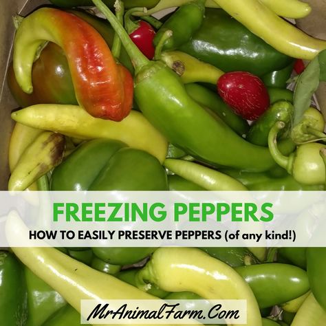 Freezing peppers is the easiest way to preserve peppers. If you are looking for how to preserve peppers as fast as possible, this is the way to go! Freezing Green Peppers, Preserving Peppers, Freezing Bell Peppers, Canning Veggies, Freezing Veggies, Summer Canning, Canning Peppers, Freezing Peppers, Hot Pepper Recipes