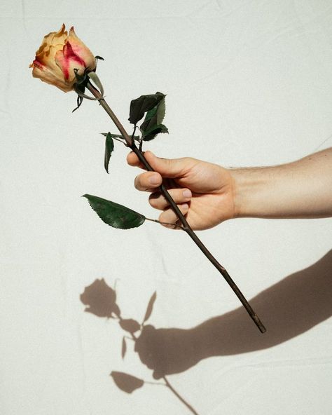 Person holding pink rose flower photo – Free Ca Image on Unsplash Rose Flower Photo, Hand Holding Rose, Rose Reference, Hands Holding Flowers, Rose Flower Photos, Picking Flowers, Figure Reference, Pink Rose Flower, Holding Flowers