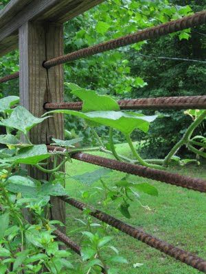 Reebar for deck railing/plant climbing Rebar Railing, Diy Garden Fence, Garden Vines, Casa Exterior, Have Inspiration, Diy Deck, Deck Railings, Wooden Fence, Garden Trellis