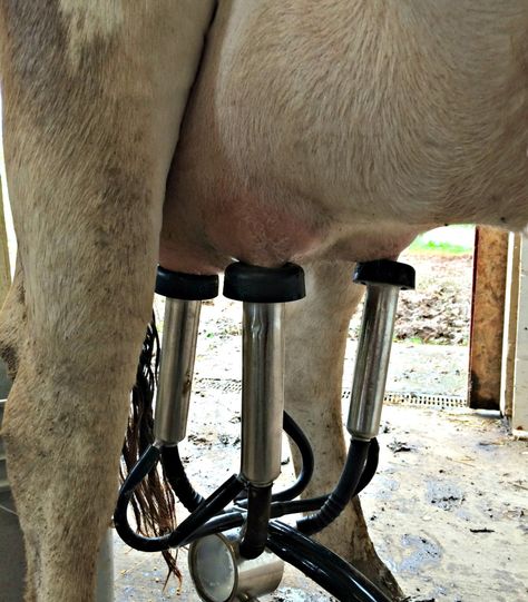 How To Milk A Cow With an Electric Milker Milk A Cow, Milking A Cow, Milking Cows, Cow Milking, Food For Health, Farm Lifestyle, Milk Cow, A Cow, Farm Fresh