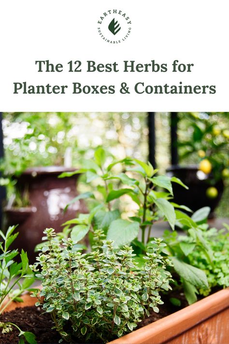 Herb Box Ideas, Best Plants For Planter Boxes, Container Herb Garden Ideas, French Sorrel, Herb Container Garden, Growing Basil Indoors, Plants For Planters, Evergreen Herbs, Herb Planter Box