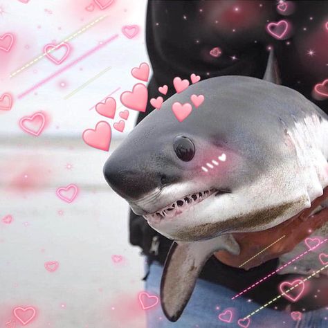 Sharkies OTD on Twitter: "♡ What's your shark mood today? https://t.co/rDeukYRstb" / Twitter Shark Meme, Cute Shark, Baby Shark, Sharks, A Man, On Twitter, Twitter