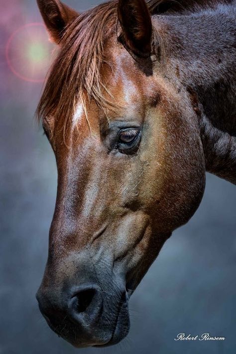 Equine Portraits, Horse Anatomy, Horse Inspiration, Horse Wallpaper, Horse Face, Most Beautiful Animals, Horse Portrait, Horse Drawings, All The Pretty Horses