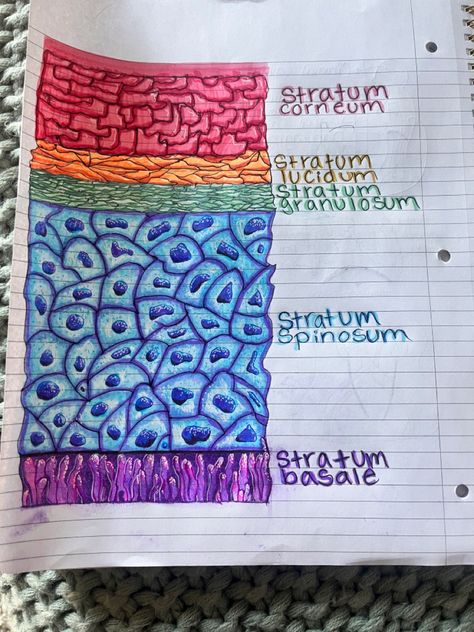 nursing/biol major must know stratum corneum, stratum lucidium, stratum granulosum, stratum spinosum, stratum basale Epidermis layers 5 Layers Of Epidermis, Epidermis Layers Anatomy, Epidermis Layers Project, Skin Model Project Anatomy, Epithelial Tissue Drawing, Skin Model Project Diy, Human Anatomy Notes Aesthetic, Epidermis Layers, Medicine Aesthetic