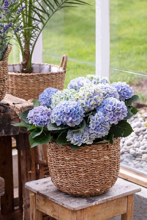 Hydrangea Planters, Hydrangea Potted, Large Wicker Basket, Beach Ceremony, Diy Cups, Patio Designs, Hydrangea Flower, Princess Wedding, Blue Hydrangea