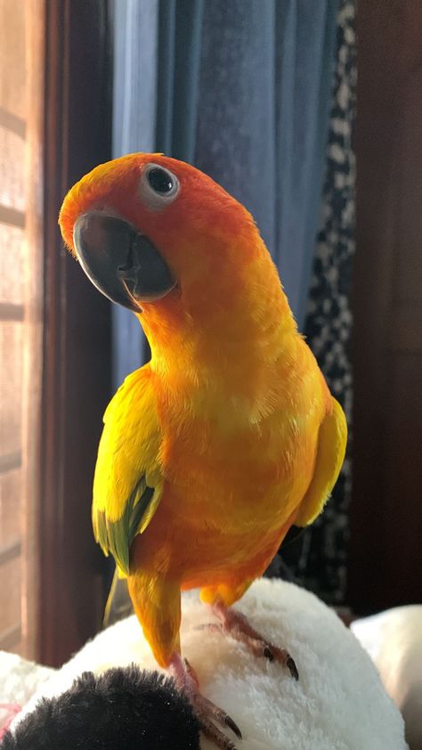 Hello birdie! Sun Conures, Conure Bird, Bird Pet, Mix Baby Girl, Dream Pet, Pet Project, Sun Conure, Animal Images, Exotic Bird