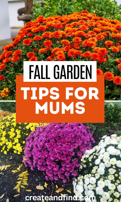 Fall Mum Planters Front Porches, Fall Flower Planters Outdoor, Fall Front Porch Flowers, Front Yard Fall Landscaping, Mums Garden Ideas, Front Of House Fall Landscape Ideas, Mums Landscaping Front Yards, Mums Flower Bed Ideas, Fall Mums Planters