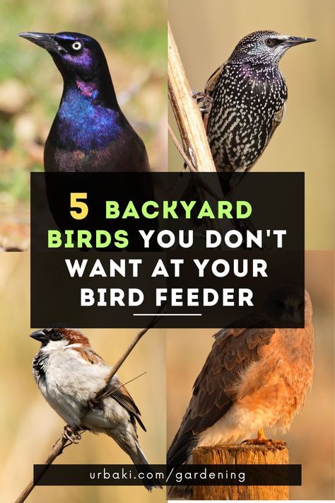 Are you tired of having unwanted visitors at your bird feeder? Sometimes it can be challenging to keep certain birds away from your seeds while still enjoying the company of the birds you do want to see.Today we will introduce you to the five most common garden birds that you definitely do NOT want in your feeder.Learning to identify these birds and their behaviors can go a long way in keeping them away from your feeder... Bird Feeder Setup, Bird Feeder Landscaping Ideas, Bird Area In Backyard, Big Bird Feeder, Bird Feeder Station Ideas, How To Keep Bird Seed Off The Ground, Bird Feeder House, Attracting Wildlife To Your Yard, Duck Feeder