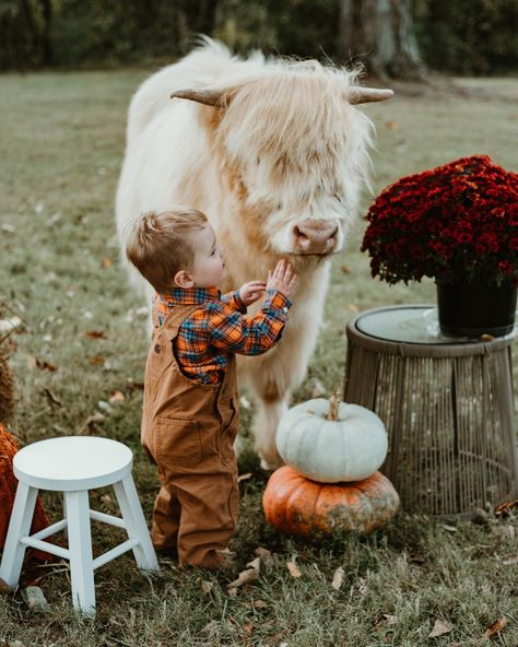 "Falling for these cozy moments with the cutest highland cows 🐂🍂🍁 Location: @the.fireflyhaven Cotton Candy @crookedcreekhighlands #HighlandCowVibes #photographer #ncphotographer #winstonsalemphotographer #FallOnTheFarm #CozyCowMoments #AutumnWithHighlands #HighlandCowLove #RusticFallSession Highland Cow Farm, Mini Highland Cow Photoshoot, Highland Cow Photoshoot, Cow Photoshoot, Highlander Cows, Cow Pics, Mini Highland Cow, Highland Cow Art, Cow Photos