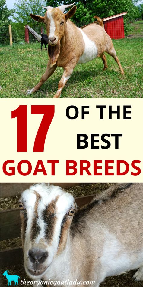 Choosing the best goat breed for you! Are you interested in Dairy Goat Breeds? Meat Goat Breeds? Fiber Goat Breeds? Find out which goat breed is for you! Breeds Of Goats, Meat Goats Breeds, Pig Raising, Dairy Goat Breeds, Goats For Milk, Goats For Beginners, Milking Goats, Backyard Goats, Tiny Homestead