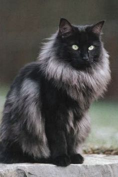 Siberian Cat, Norwegian Forest, Gorgeous Cats, Forest Cat, Norwegian Forest Cat, Unique Cats, Cat Care, Pretty Cats, Maine Coon