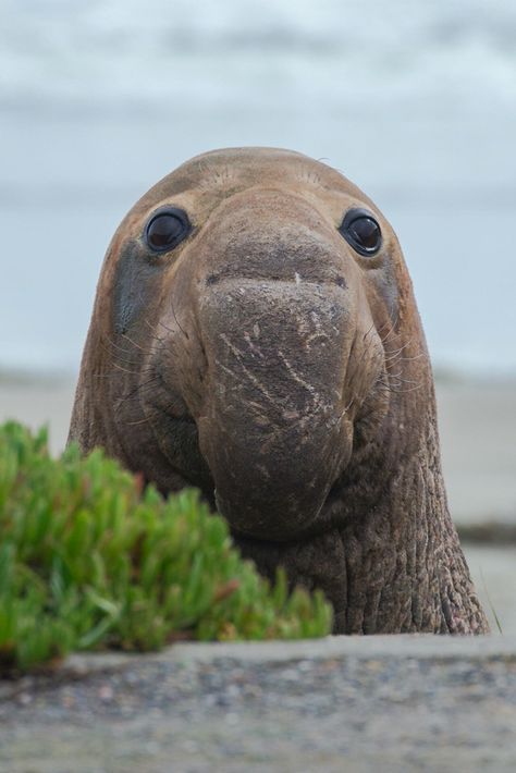 If this is your photo let me know and I will caption it with whatever you would like me to put Elephant Seal, Close Up, Elephant, Water