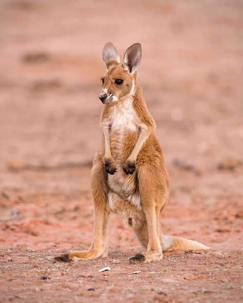 Red Kangaroo, joey. Photo by Ricky Goodyear. Kangaroo Joey, Kangaroo Island Photography, Kangaroos In Australia, Kangaroo Baby, Red Kangaroo, Australia Kangaroo, Stunning Nature, Astronomy, Kangaroo