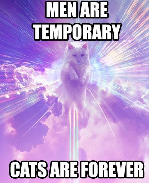 Men are temporary, cats are forever. Humor Pictures, Memes Twitter, Funniest Cat, The Meta Picture, Cat Humor, Hapkido, Humor Memes, E Card, Crazy Cat Lady