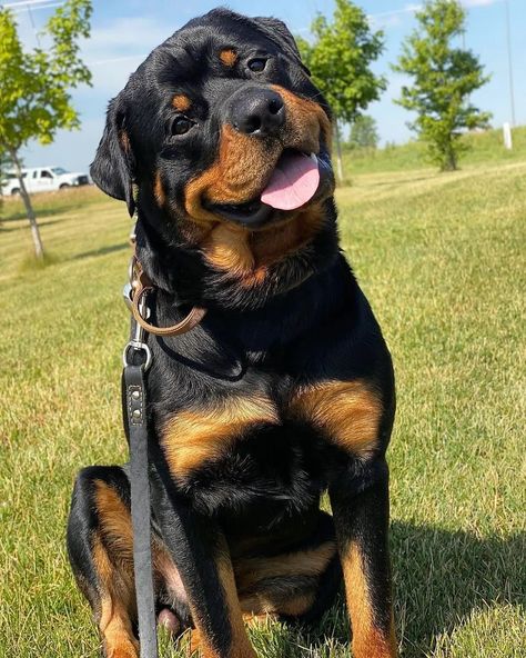 I love rottweiler. Do you love rottweiler, Than follow us. Rottweiler is a cuttest dog. Follow us if we love rottweiler dog. Rottweiler Pictures, Strong Dogs, Staffordshire Terriers, Rottweiler Love, Big Dog Breeds, Cute Dogs Images, Very Cute Puppies, Very Cute Dogs, Rottweiler Puppies