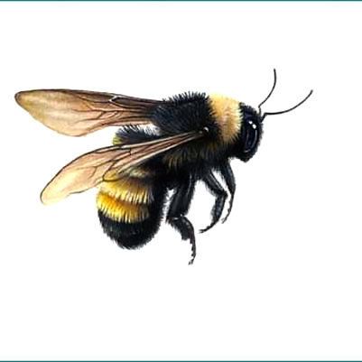 Flying Bumble Bee Tattoo Design - Stunning realistic flying bumble bee. Flying Bumble Bee, Fly Sketch, Bee Tattoo Design, Bumble Bee Tattoo, Vogel Tattoo, Bee Drawing, Bee Painting, Bee Illustration, Skeleton Tattoos