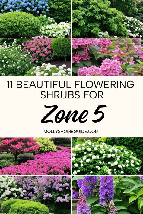 Discover the best flowering shrubs for Zone 5 that will thrive in your garden! Whether you have a small yard or need hardy shrubs for Kansas, these plants are perfect for your space. From weeping forsythia shrubs to evergreen options, these must-have shrubs and shade plants will add beauty to your outdoor space. Explore the top zone 5 flowering trees and shrubs that are sure to impress with their vibrant blooms and resilience in colder climates. Plants For Zone 5b Garden Ideas, Zone 5b Perennial Garden, Zone 5 Shade Garden, Sunny Garden Ideas Landscapes, Zone 9b Landscaping California, Zone 5 Landscaping, Plants For Zone 5, Hardy Shrubs, Weigela Bush