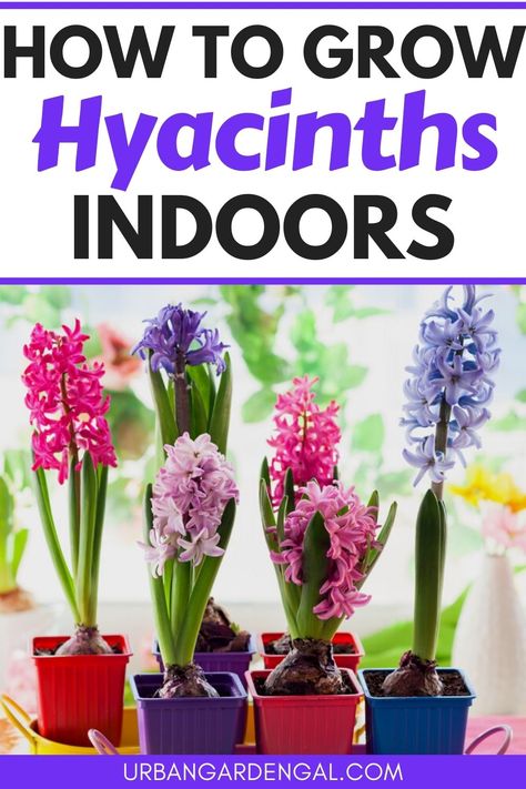 Growing hyacinth flowers indoors Hyacinth Bulbs Indoors, Hyacinth Plant, Beautiful Flower Quotes, Spring Blooming Flowers, Hyacinth Flowers, Growing Fruit Trees, Indoor Flowers, Garden Bulbs, Sleeve Tattoo