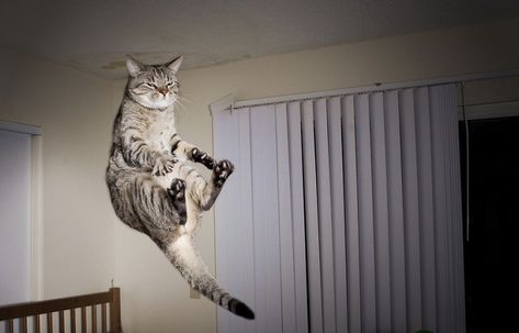 Jumping cat Hover Cat, Funny Cat Fails, Jumping Cat, Cat Fails, Flying Cat, Funny Cat Photos, Funny Cat Pictures, Cat Photo, Crazy Cats