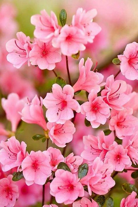 Azalea (Azaleia) Frühling Wallpaper, Azalea Flower, Beautiful Pink Flowers, Floral Photography, Beautiful Flowers Wallpapers, Flower Phone Wallpaper, Beautiful Flowers Pictures, Flower Lover, Flower Images