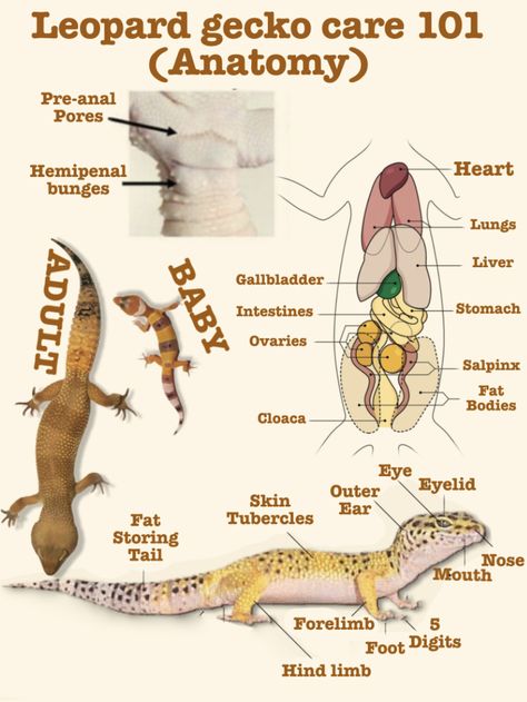 Leapord Gecko Habitat, Leperd Gecko, Leopard Gecko Natural Terrarium, Leopard Gecko Diy Ideas, Leapord Gecko Tank Ideas, Leopard Gecko Breeding, Leopard Gecko Cage Ideas, Gecko Enclosure Ideas, Pet Gecko