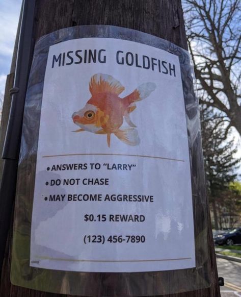 Missing Goldfish Happy Meme, Pretty Meme, Memes Life, True Memes, Memes Hilarious, Practical Jokes, Hilarious Memes, Memes Humor, Funny Messages