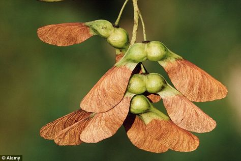 Sycamore tree seeds, or helicopter seeds, are fatal in four out of five cases when eaten by horses but are not thought to be harmful to humans (file picture) Sycamore Seeds Drawing, Maple Seeds, Maple Seed, Maple Tree Seeds, Sycamore Seed, Sycamore Tree, Ribbon On Christmas Tree, Tree Seeds, Maple Tree