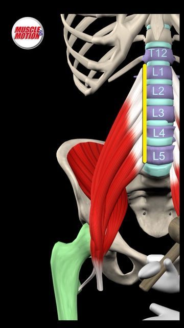 Psoas Major, Psoas Iliaque, Lumbar Lordosis, Human Muscle Anatomy, Human Body Anatomy, Psoas Muscle, Muscle Anatomy, Major Muscles, Body Anatomy