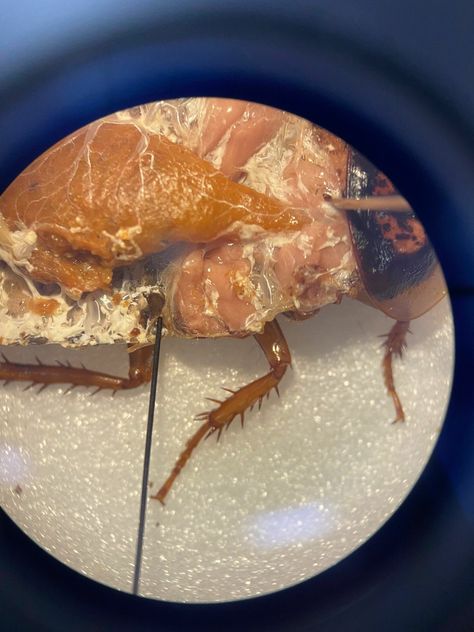 Dissected cockroach on a microscope. Animal biology class! Animal Biology, Biology Major, Biology, Bucket List, University, Birthday, Animals, Quick Saves