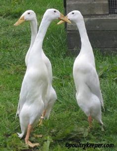 Running Ducks, Indian Runner Ducks, Duck Breeds, Raising Ducks, Runner Ducks, Duck And Ducklings, Duck Photo, Pet Ducks, Duck House