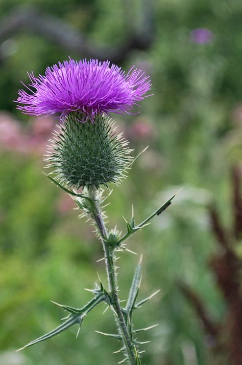 Milk thistle