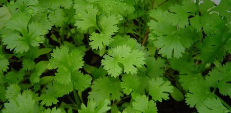 Shady corners in your veg patch? - Rocket Gardens Grow Cilantro Indoors, Growing Coriander, Cilantro Plant, Cilantro Seeds, Growing Cilantro, Salvia Officinalis, Winter Vegetables, Culinary Herbs, Seed Company