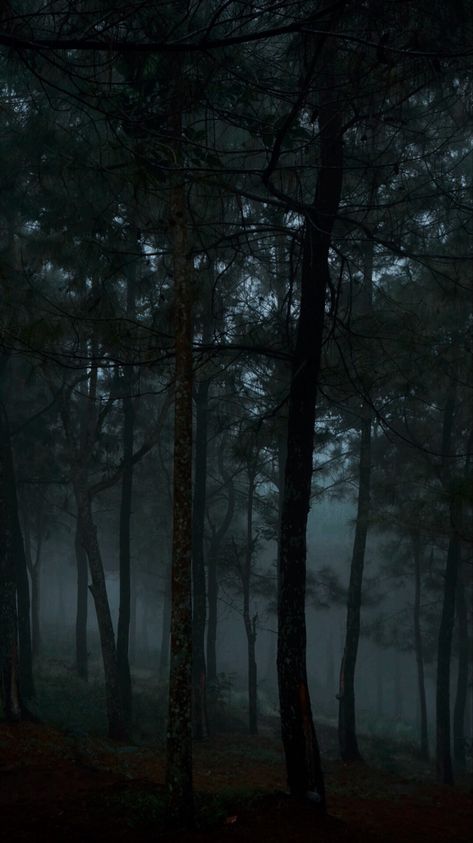 Dark Fairycore Aesthetic, Gloomy Forest, Dark Rain, Twilight Vibes, Fog Forest, Dark Naturalism, Dark Forest Aesthetic, Dark Woods, Dark Landscape