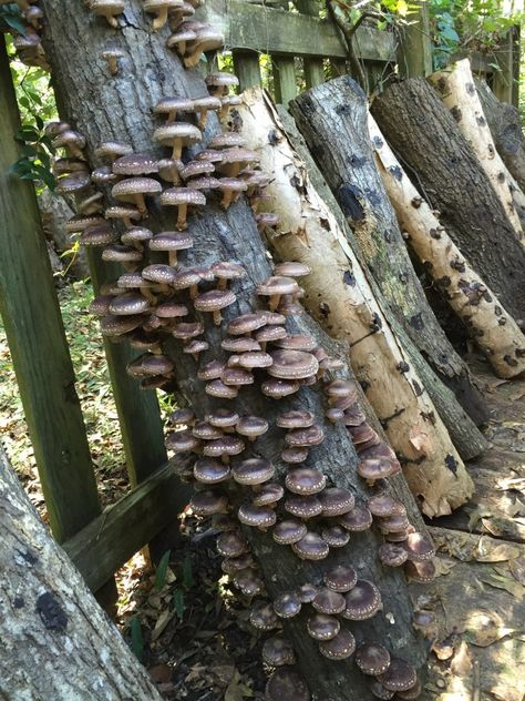 Mushroom Logs How To Grow, Growing Shiitake Mushrooms, How To Grow Mushrooms, Mushroom Farm, Grow Mushrooms, Growing Mushrooms At Home, Mushrooms Growing, Mushroom Growing, Mushroom Garden